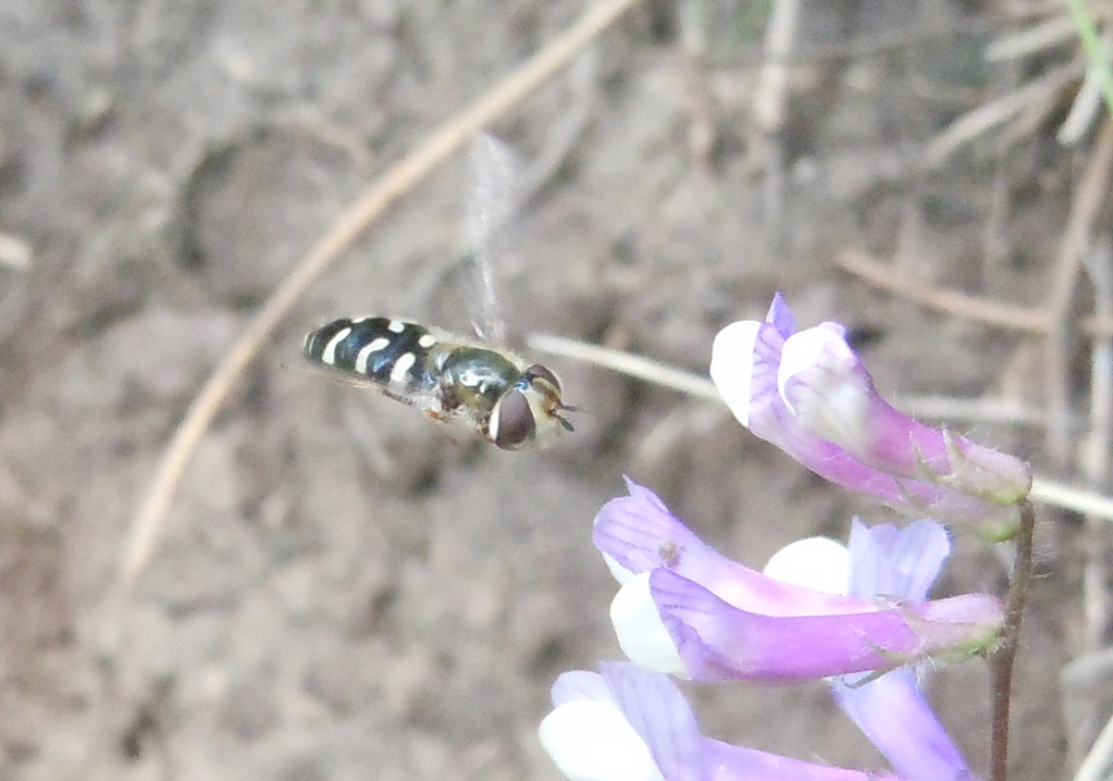 Eupeodes corollae? No, Scaeva pyrastri